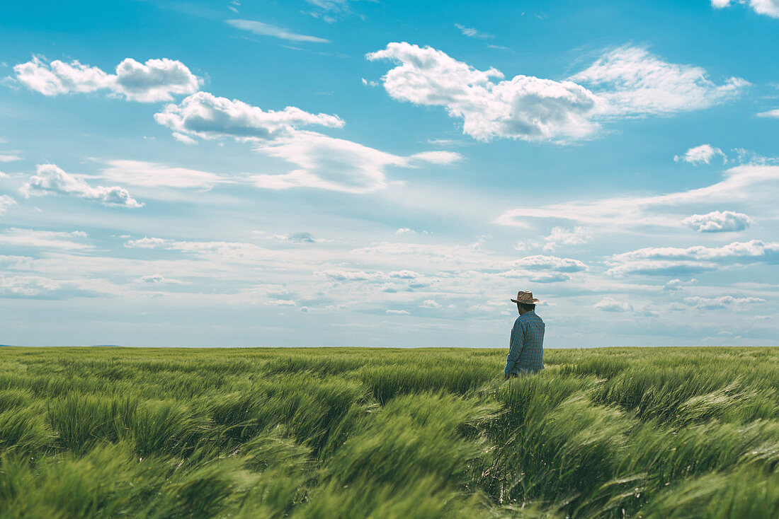 Farmer walking through a green wheat field