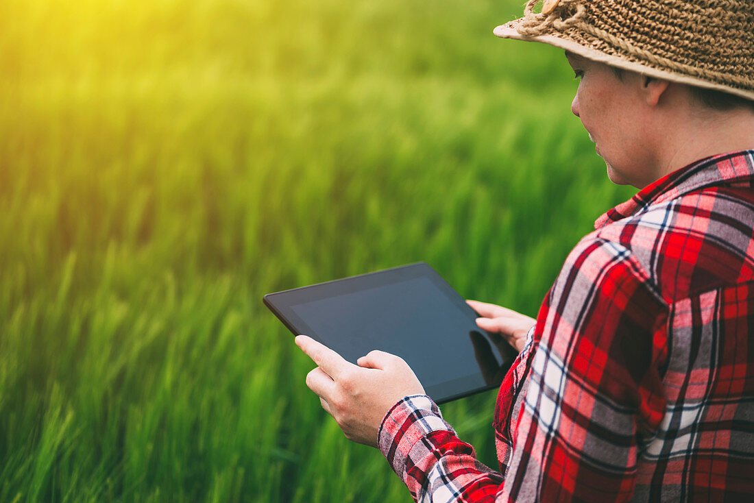 Female farmer using tablet computer in rye field