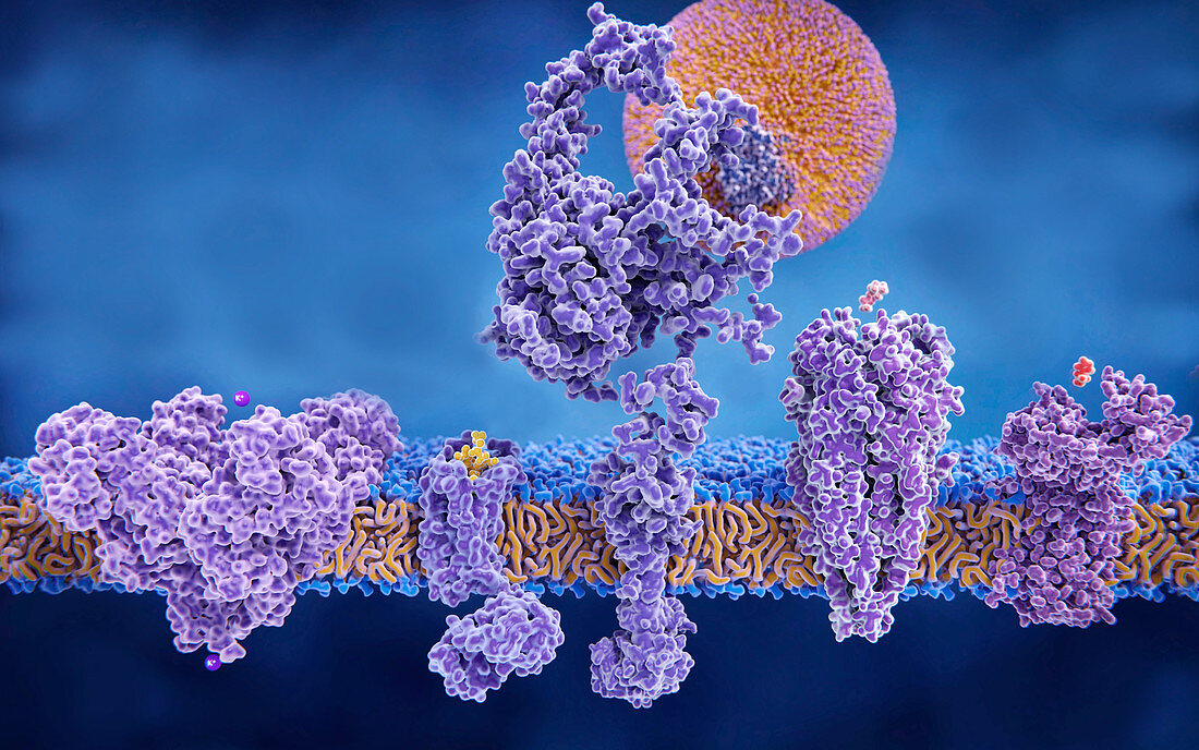 Membrane proteins, illustration