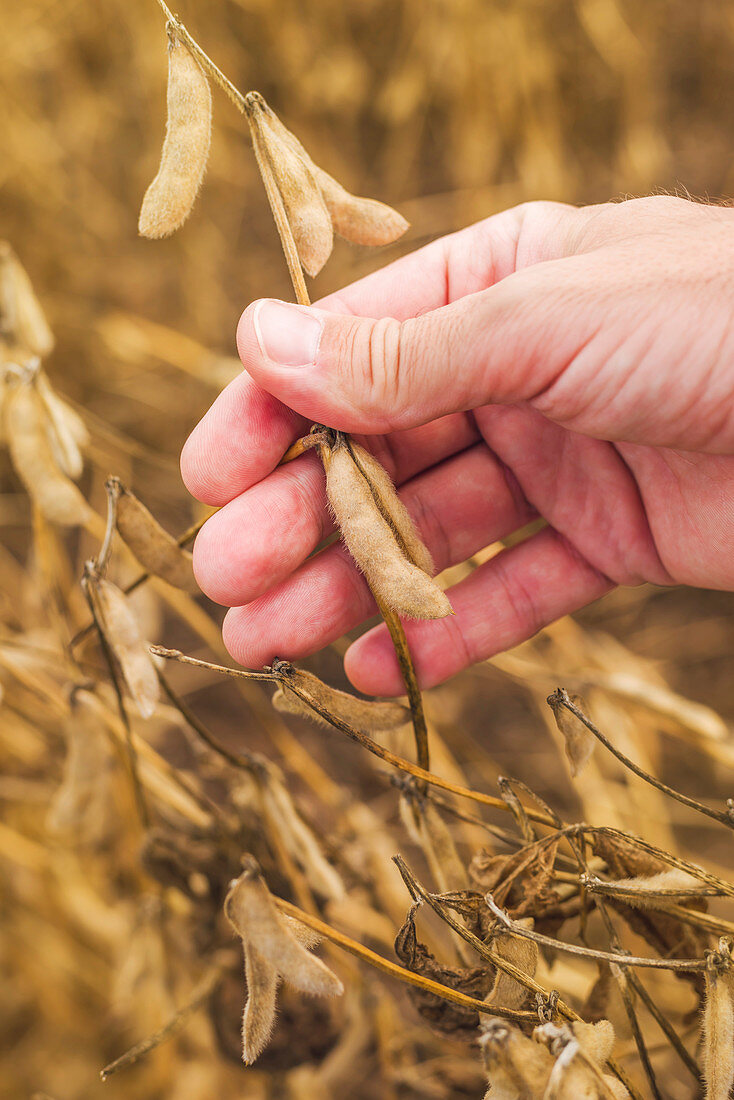 Farmer checking soy bean pods