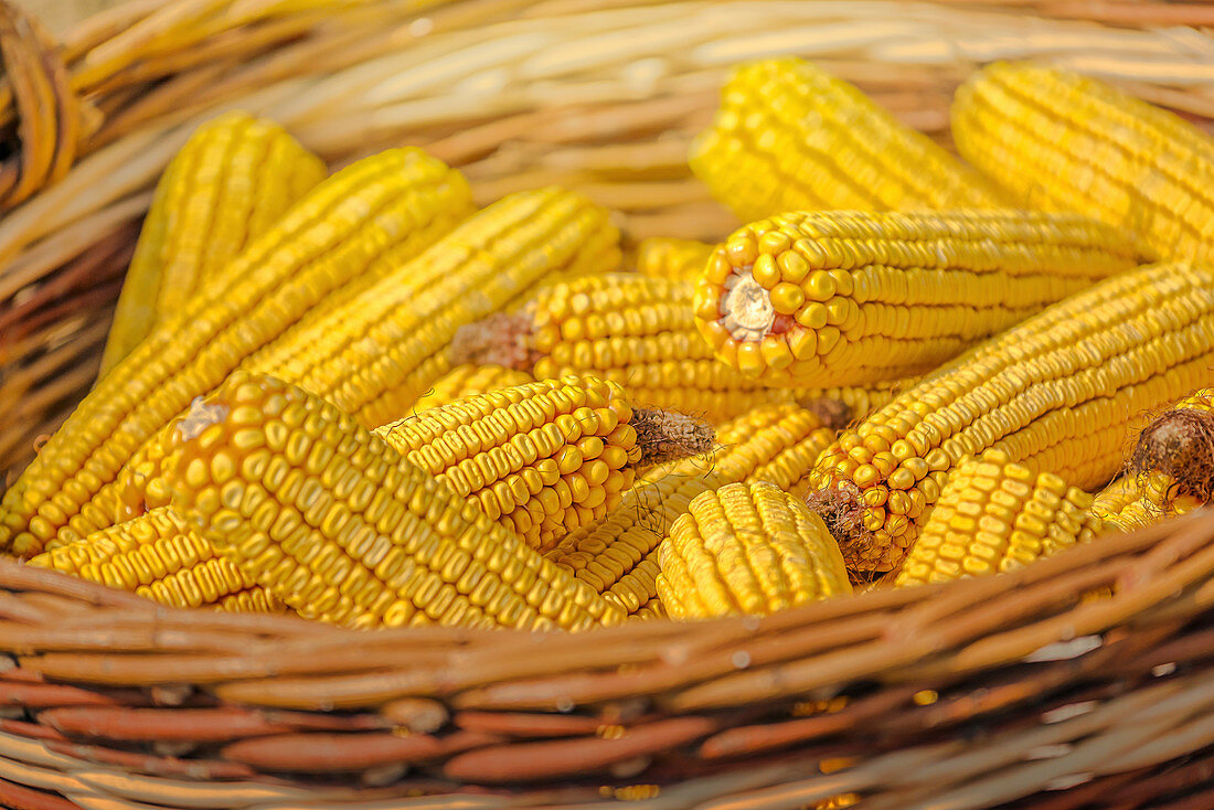 Close up of harvested corn in wicker basket