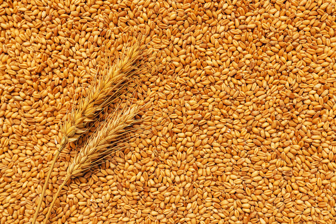 Wheat ears and grains