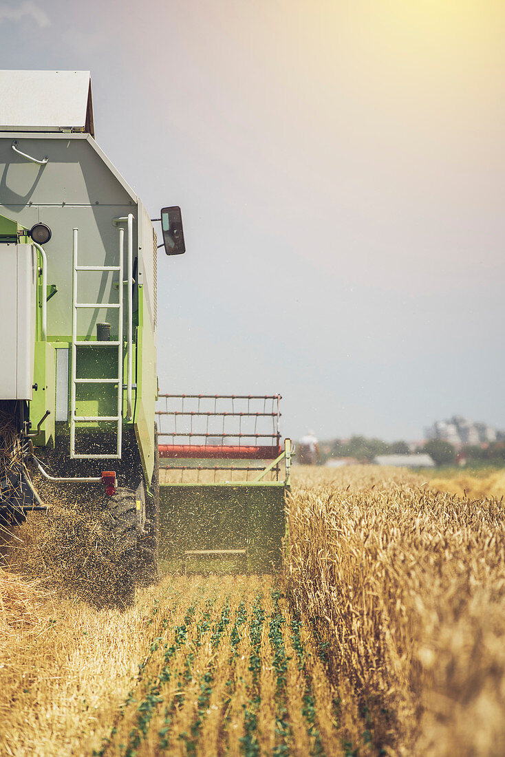 Combine harvester harvesting ripe wheat