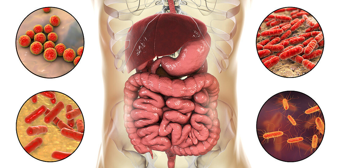 Normal microbiome of human intestine, illustration