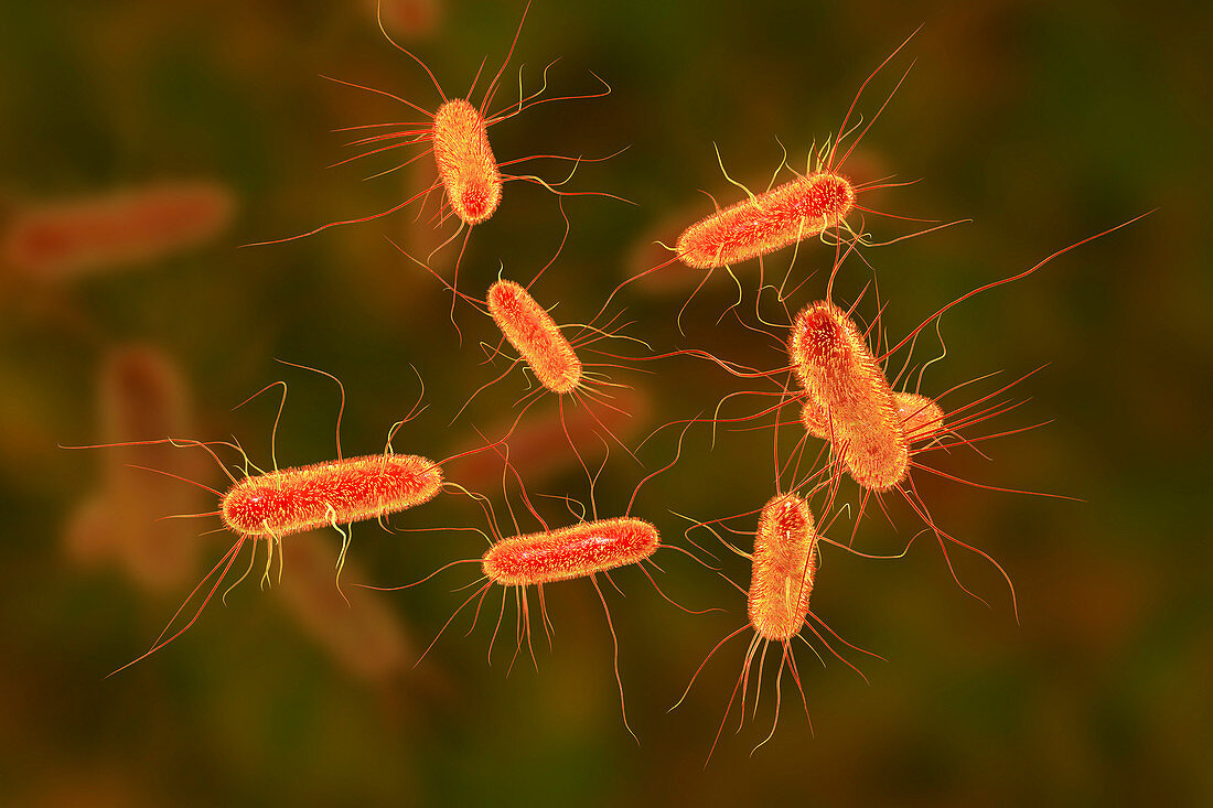 E. coli bacteria, illustration