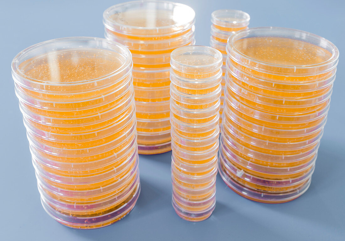 Agar plates