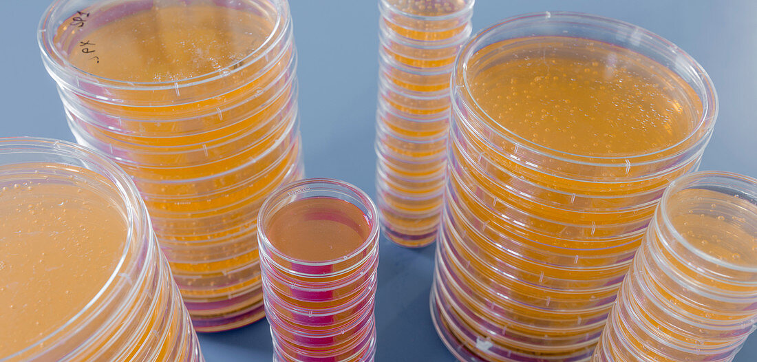 Agar plates