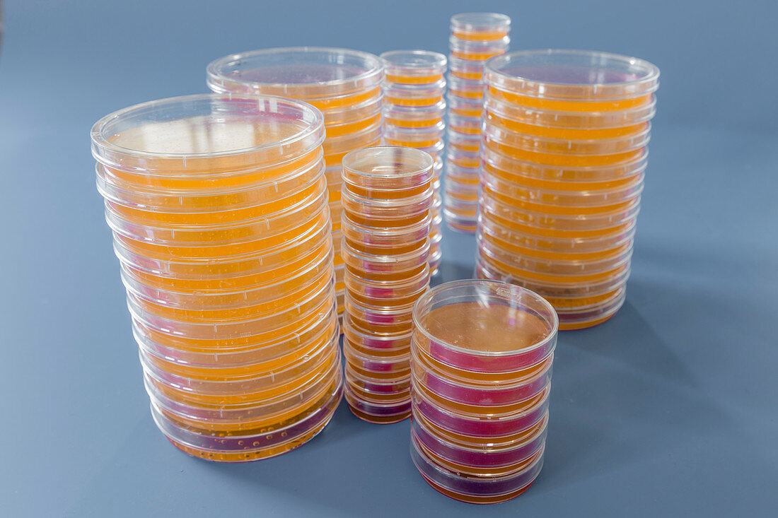 Agar plates