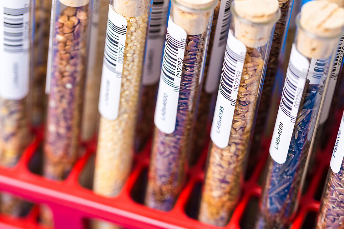 Food samples in test tubes