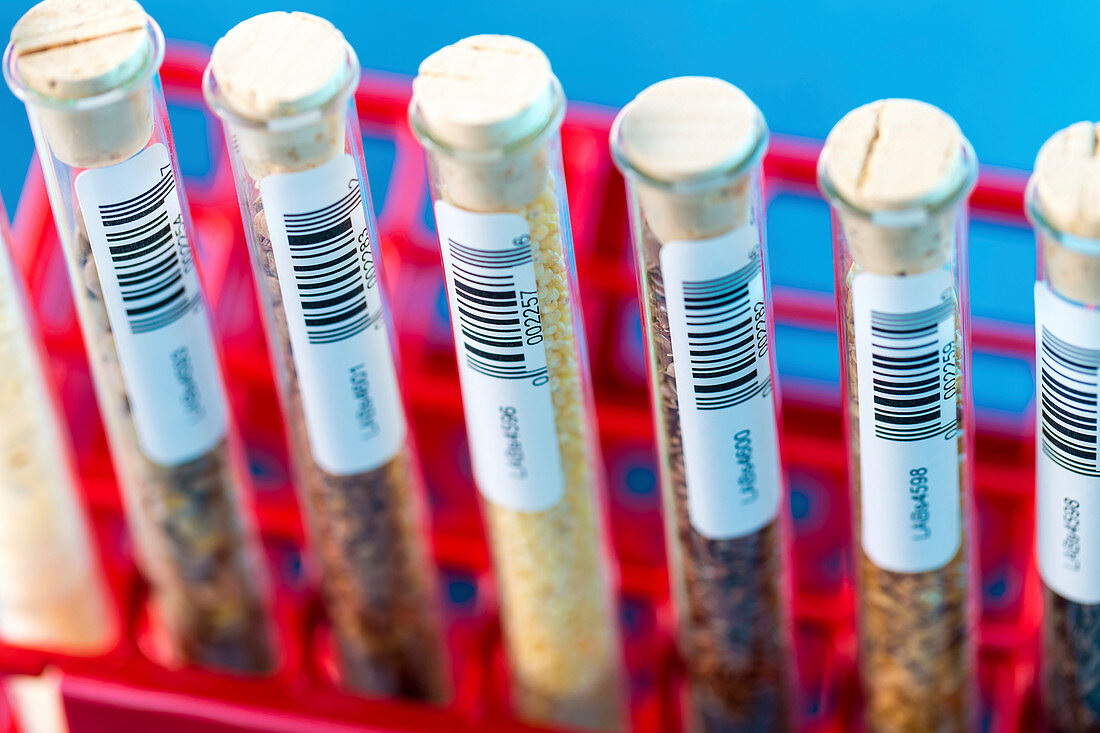 Food samples in test tubes