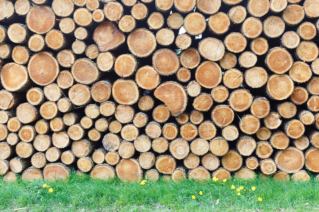 Woodpile on grass