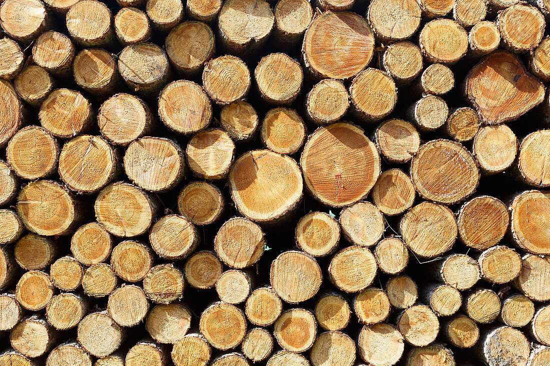 Woodpile