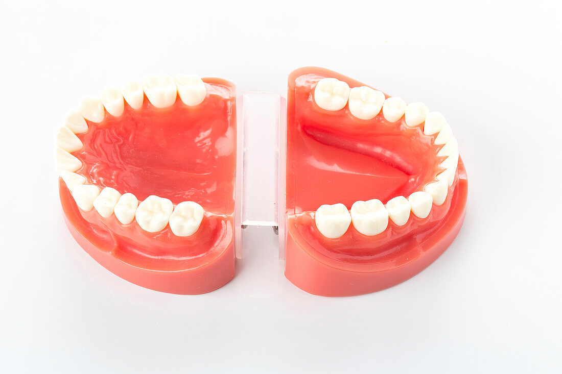 Dental model of teeth