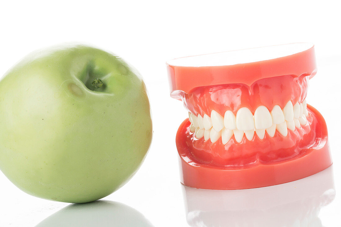 Dental model of teeth with apple