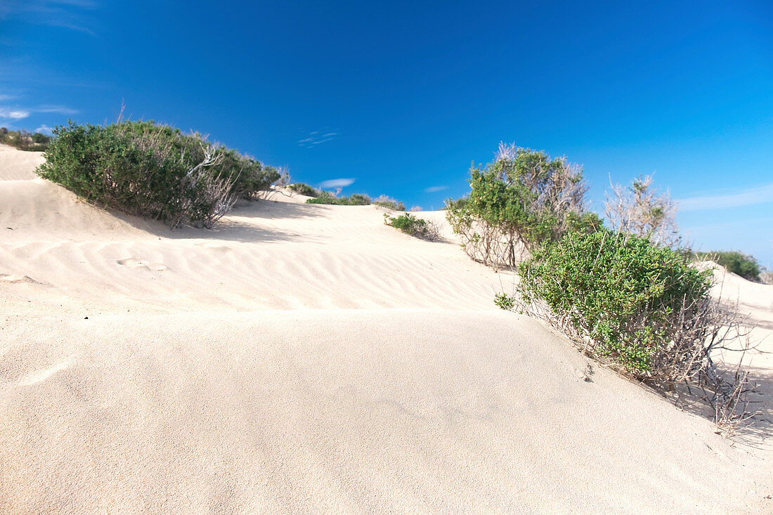 Shrubs on sand dune