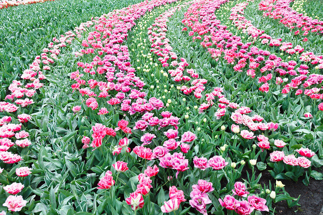 Flowerbed of tulips (Tulipa sp.)