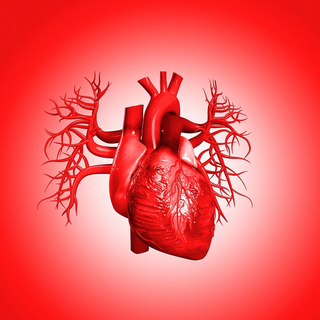 Heart against red background, illustration