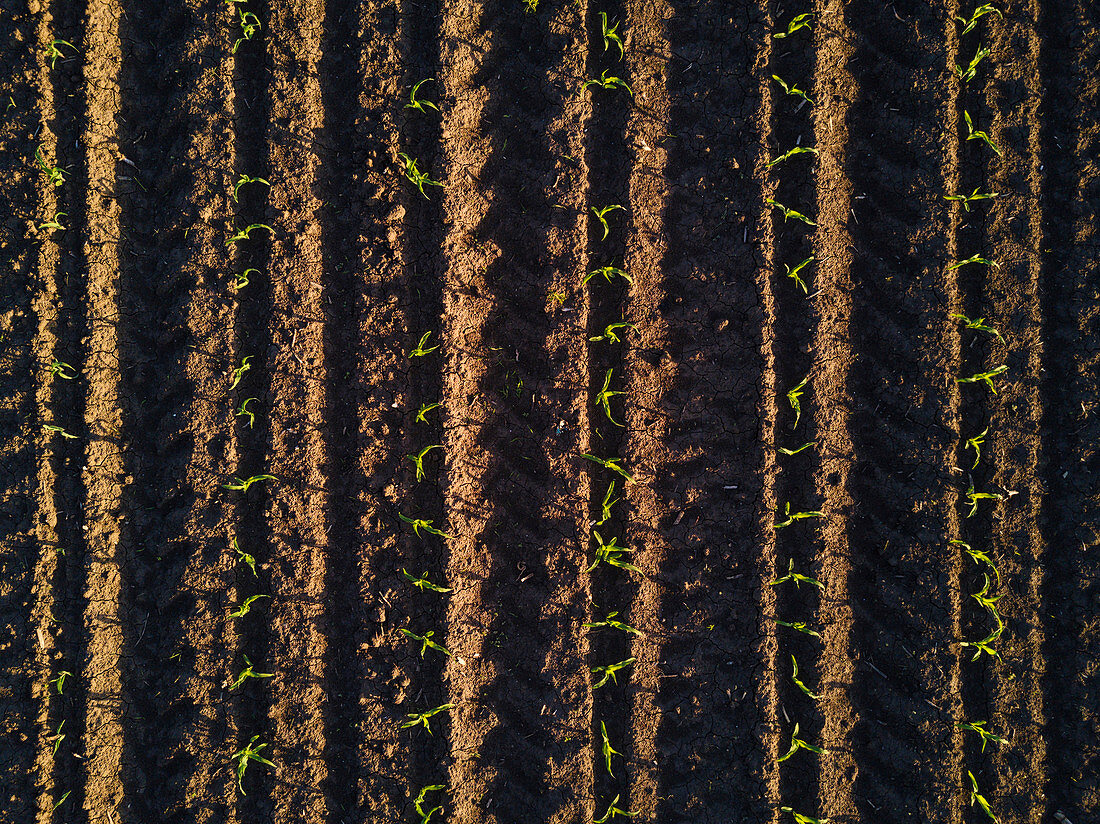 Cultivated corn furrows, aerial view