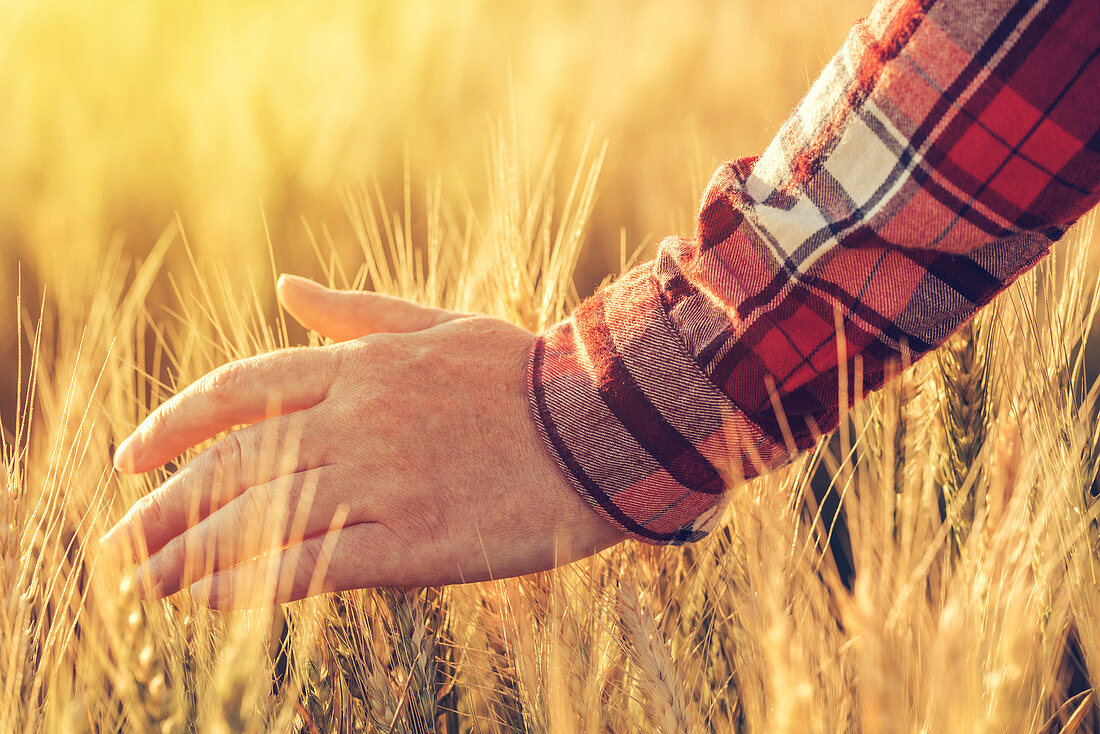 Farmer touching wheat crop