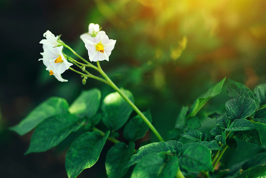 Blooming potato plant