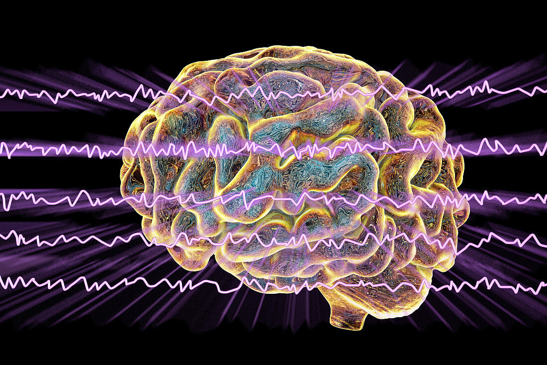 Brain and brain waves, illustration