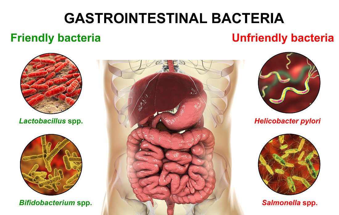 Friendly and unfriendly bacteria in human intestine, illustr