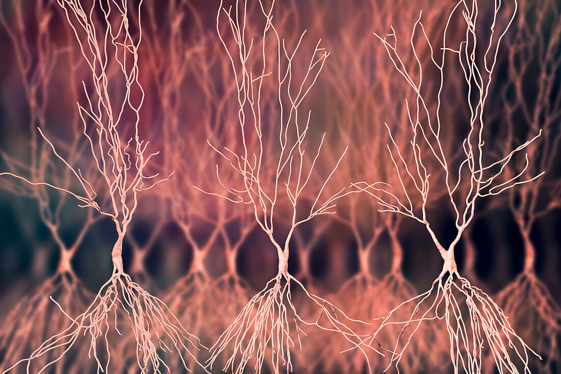 Hippocampus neuron, illustration
