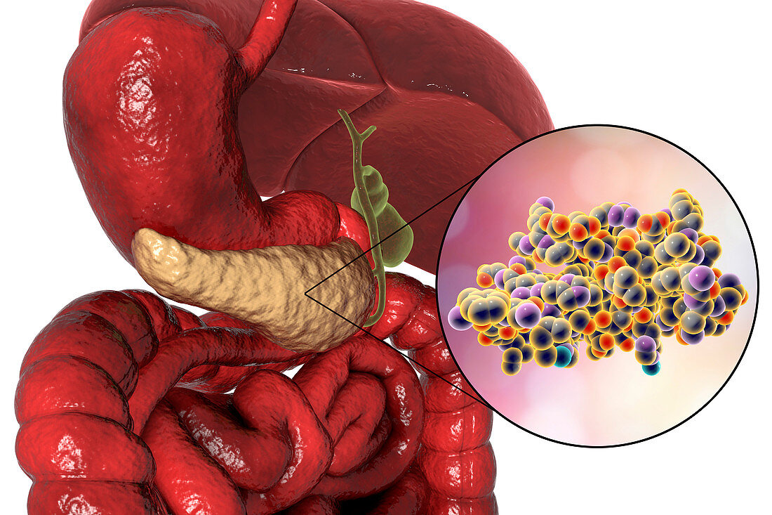 Human pancreas and insulin molecule, illustration