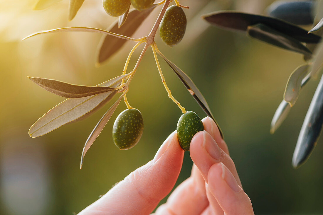 Picking ripe olive
