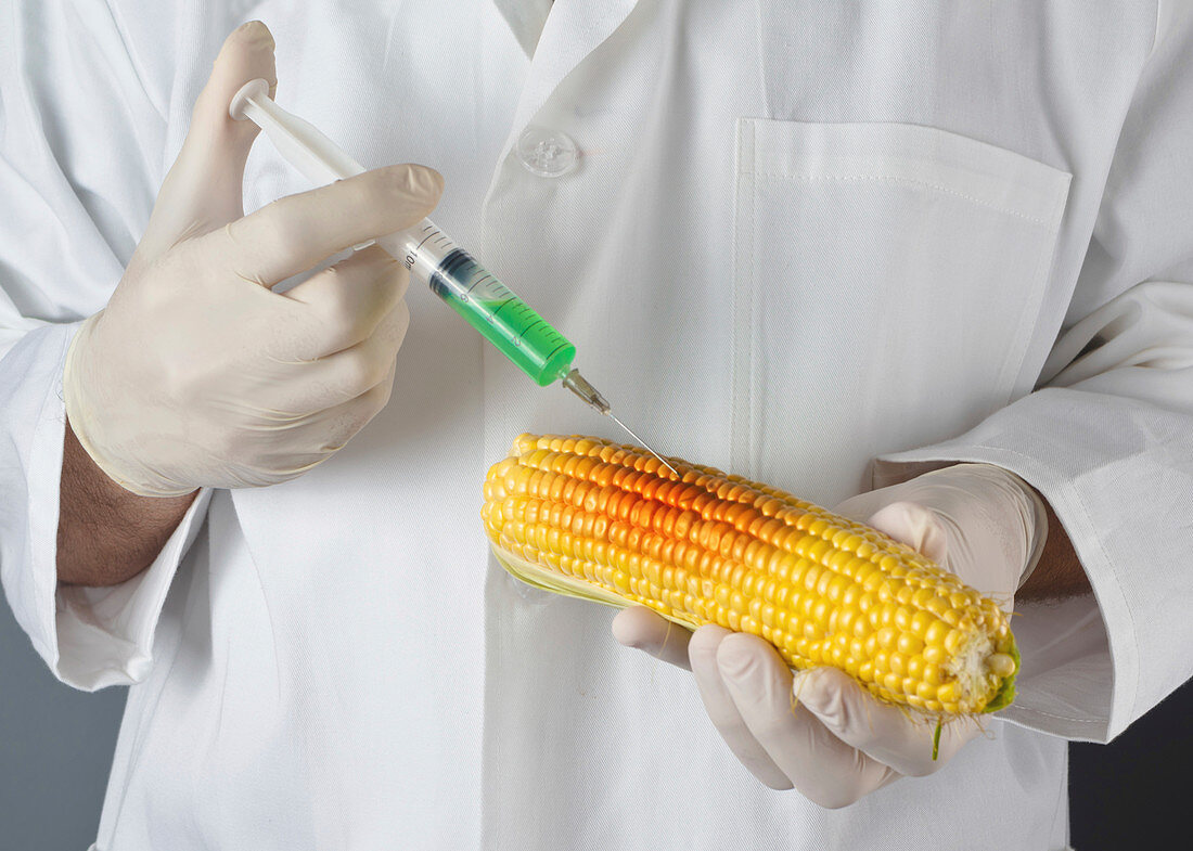 GMO corn, conceptual image