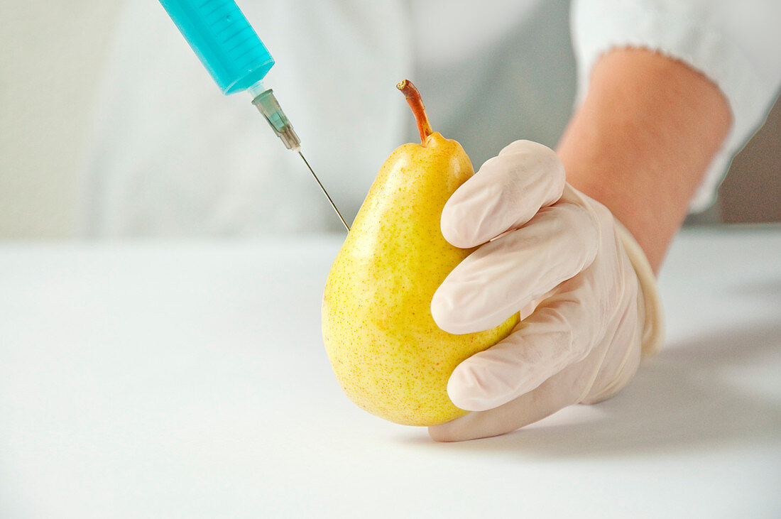 GMO pear, conceptual image