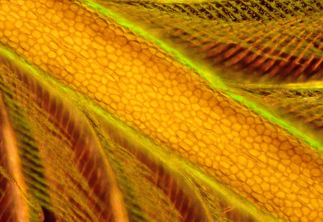 Light micrograph of a kingfisher's feather