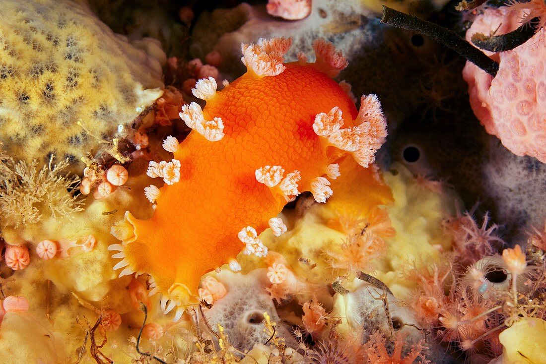 Giant orange tochui nudibranch