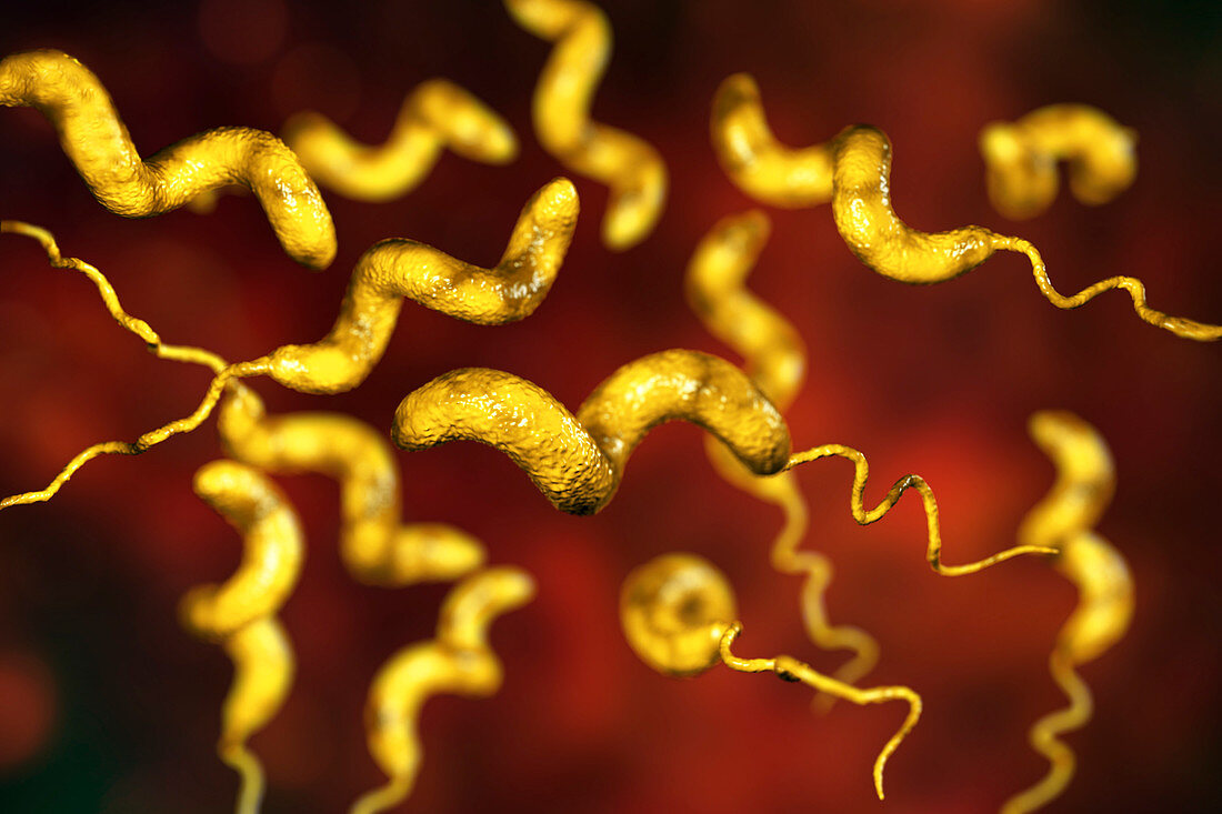 Campylobacter bacterium, illustration