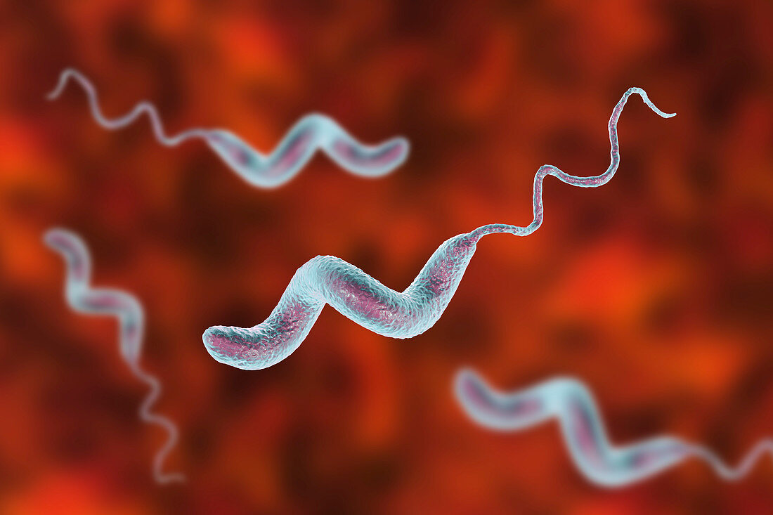 Campylobacter bacterium, illustration