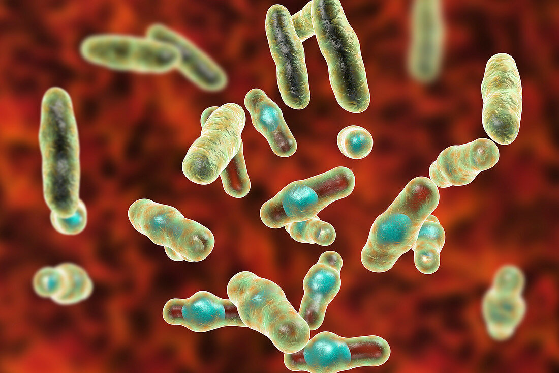 Clostridium perfringens bacteria, illustration