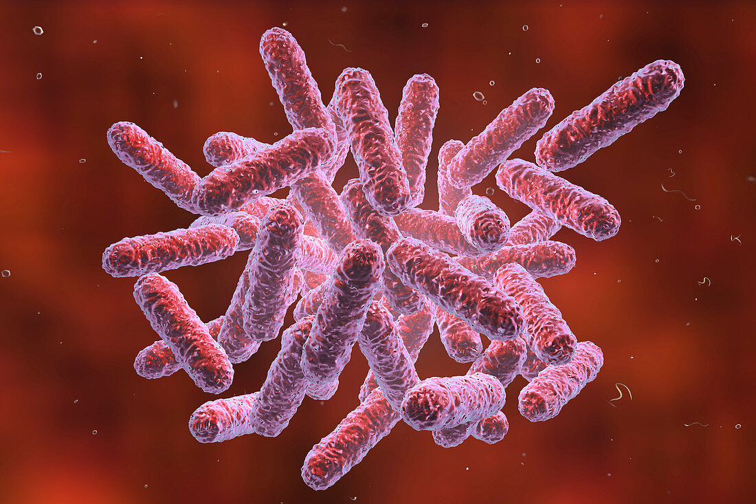 Enterobacteriaceae bacteria, illustration