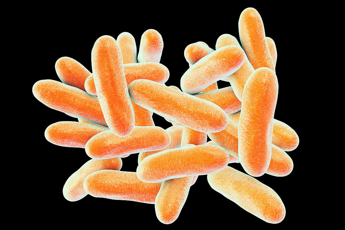 Legionnaires disease bacteria, illustration