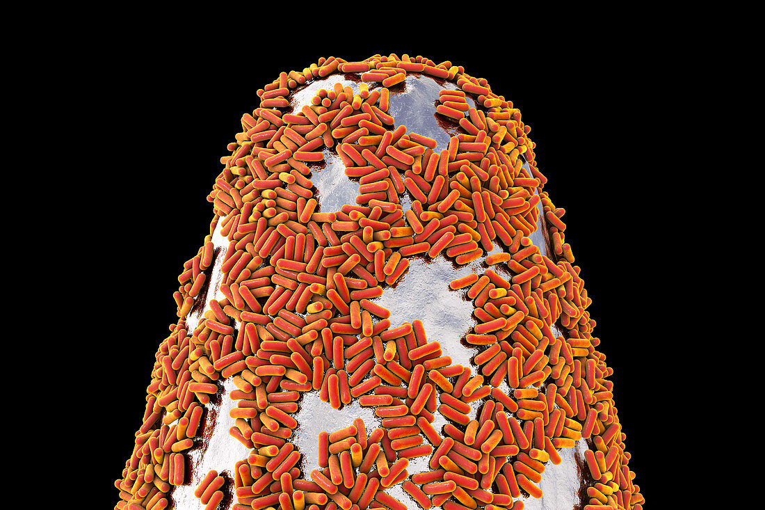 Bacteria on a pin, illustration
