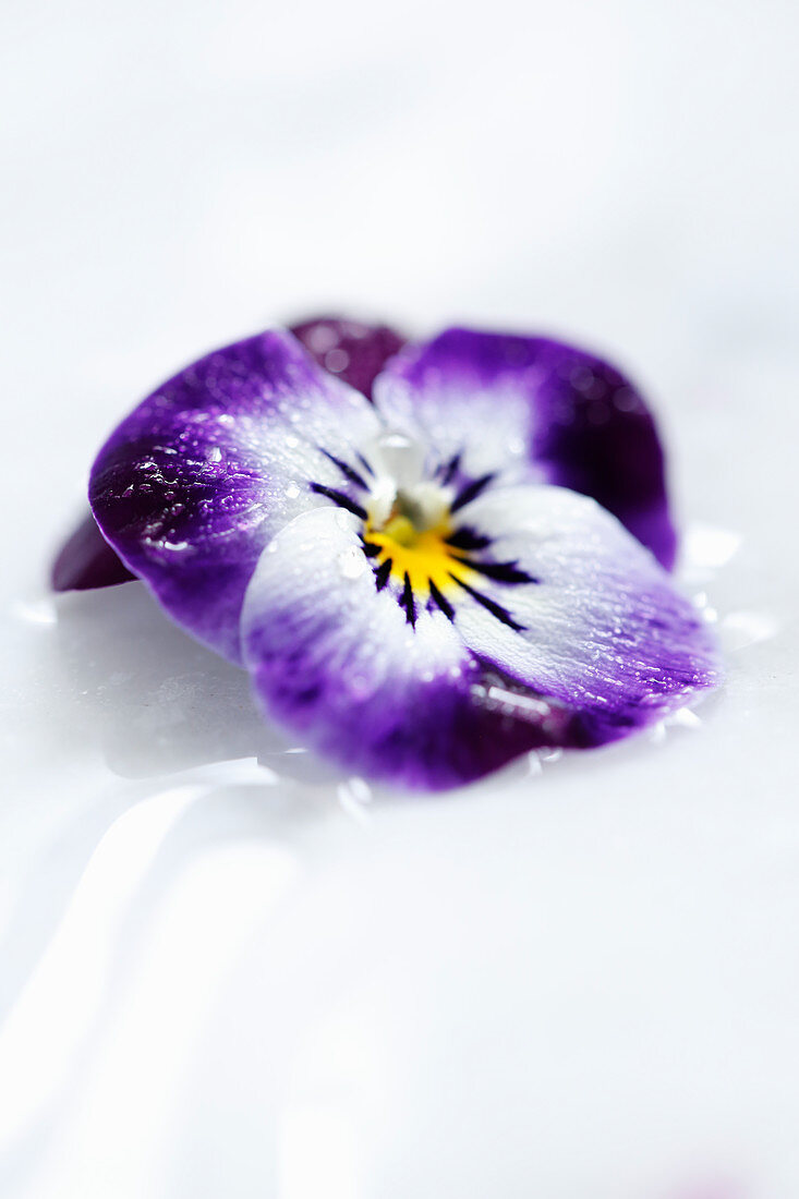 An edible violet iced flower