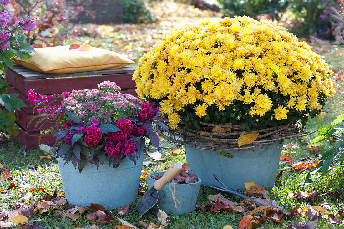 Autumn Arrangement With Chrysanthemum 'kiyellow'