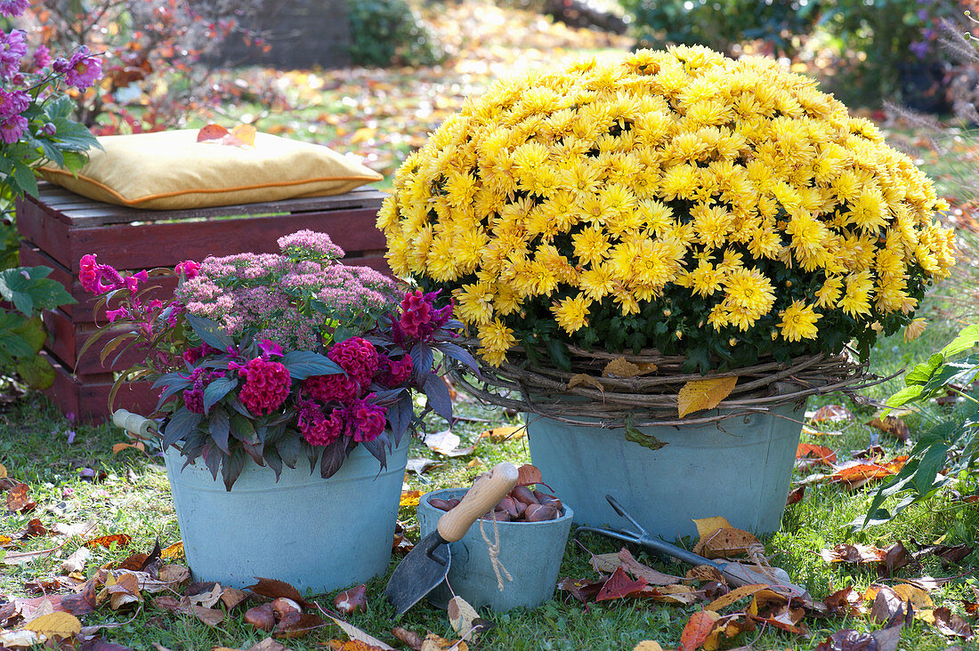 Herbst-Arrangement mit Chrysantheme 'Kiyellow'