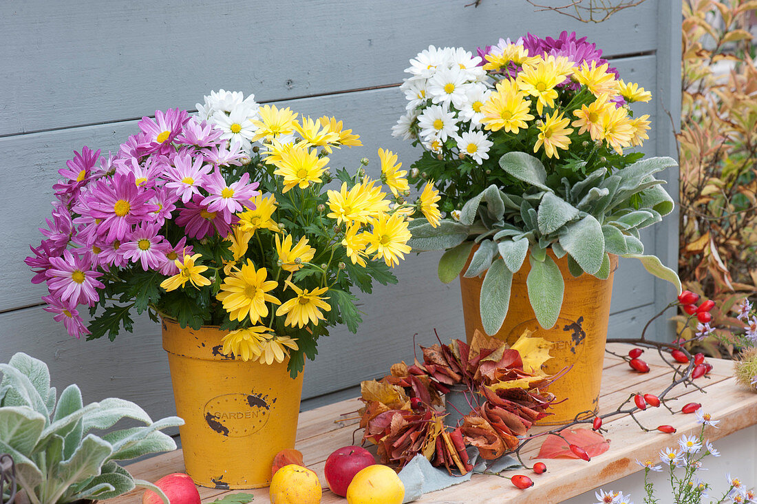 Trio Of Chrysanthemums In Yellow Pots