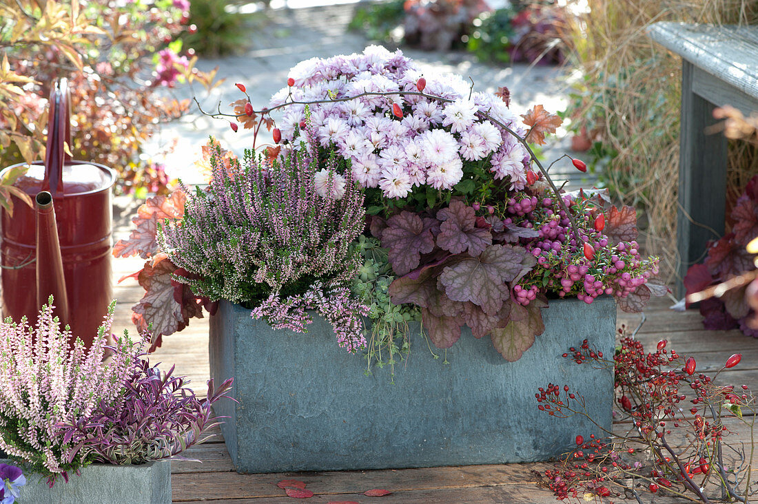 Autumn planting in pink tones