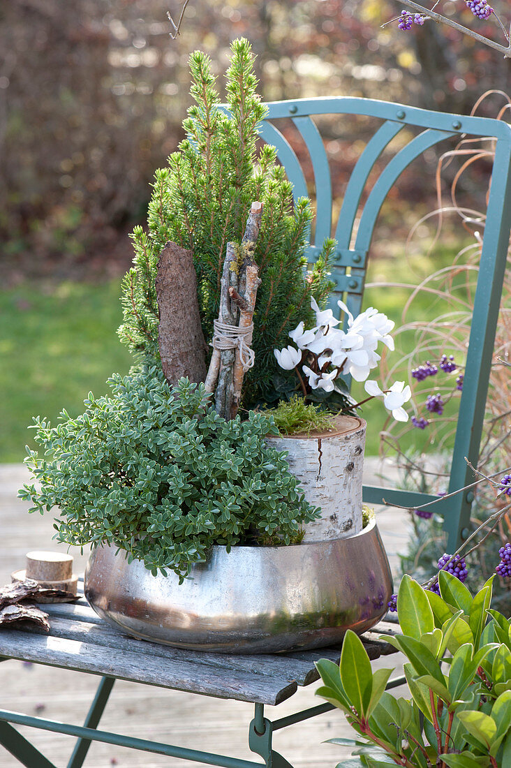 Sugarloaf spruce and Veronika shrub in a silver bowl