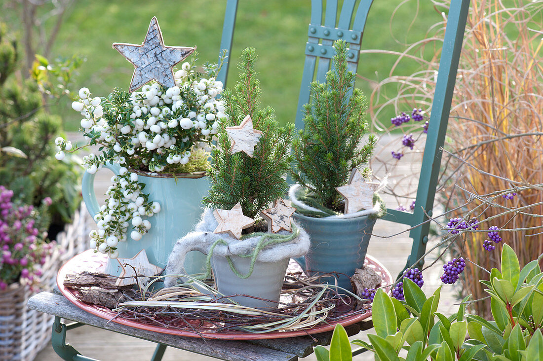 Small Pot Arrangement With Zuckerhutfichten And Peat Myrtle