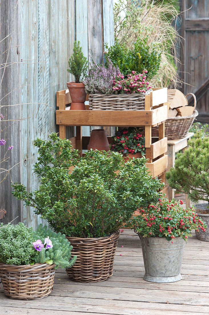 Herbstliches Topf-Arrangement auf der Terrasse