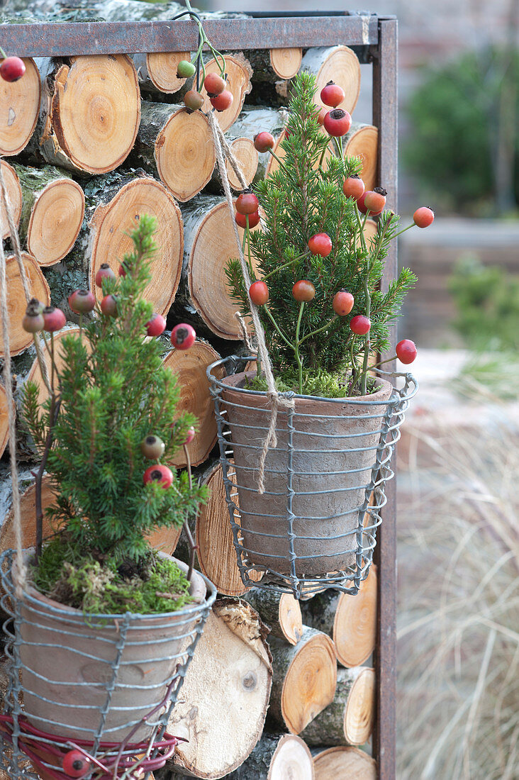 Small Zuckerhutfichten suspended in wire baskets