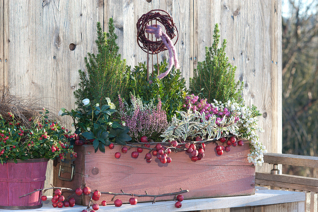 Autumn Box With Sugarloaf Spruce, Beech, Heather And Peat Myrtle