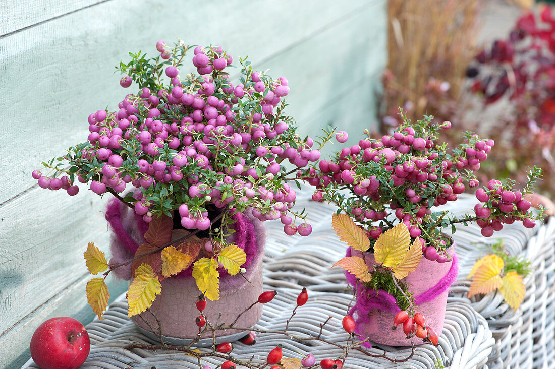 Peat Myrtles Decorated In Autumn